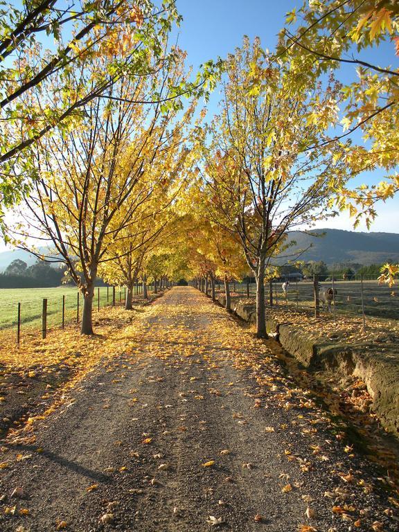 Sanctuary Park Lodge Healesville